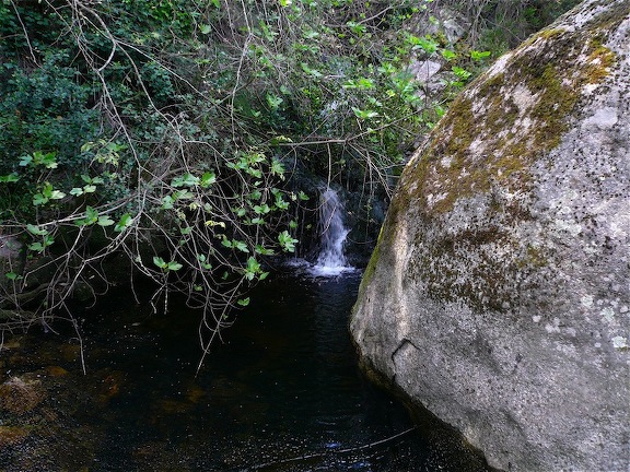 Lucertolame